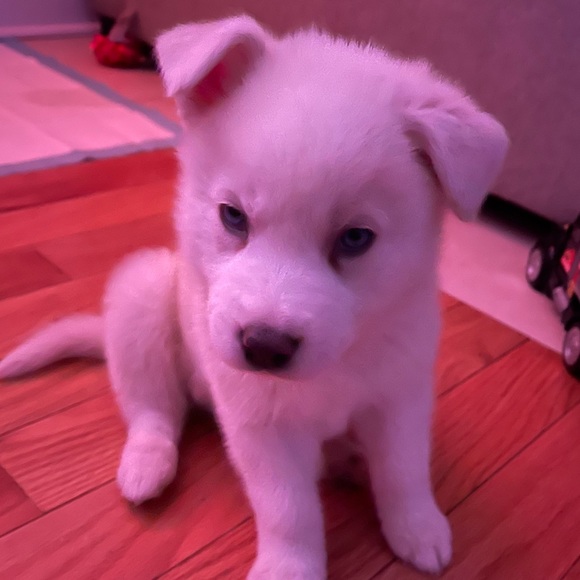 Meet your Posher, Chloe - Picture 1 of 1